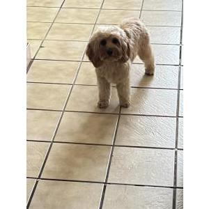 Image of Bella, Lost Dog