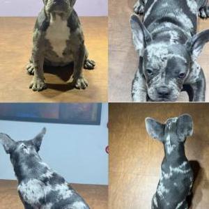 Lost Dog Paris