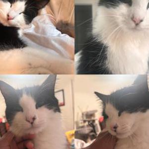 Image of Percy, Lost Cat