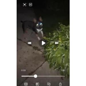 Image of Gracie, Lost Dog