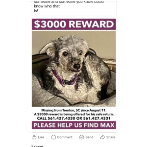 Image of Max, Lost Dog