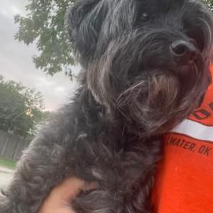 Image of Saidy, Lost Dog