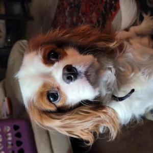 2nd Image of Brother, Lost Dog