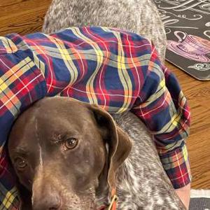 Image of Ruger, Lost Dog