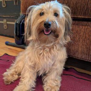 Image of Unknown, Found Dog