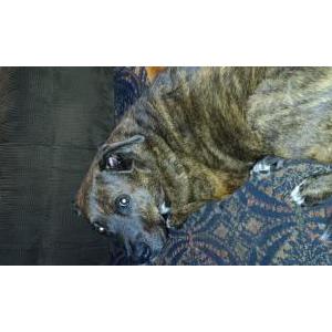 2nd Image of Boo, Lost Dog