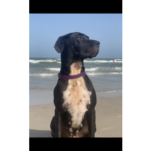 Image of Bluebonnet, Lost Dog