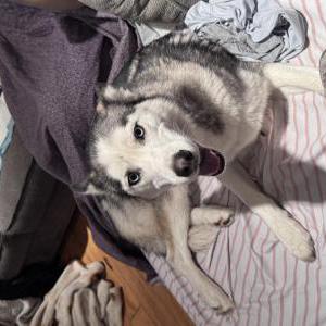 Image of Unknown, Found Dog