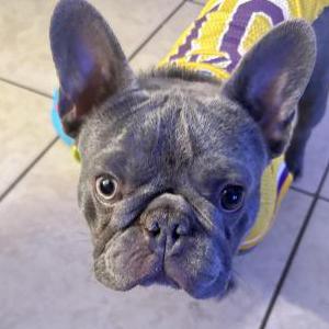 Image of Louie, Lost Dog