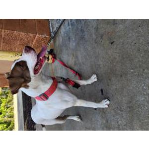 Image of Unknown, Found Dog