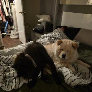 Image of Dabi, Lost Dog