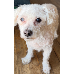 Image of Snowy, Lost Dog