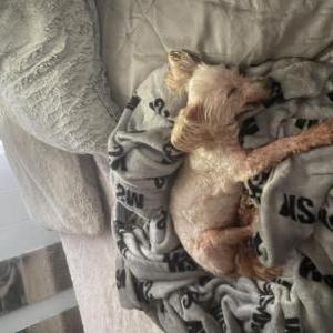 Image of Bullet, Lost Dog