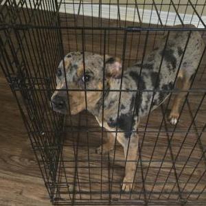 Image of Ghana, Lost Dog