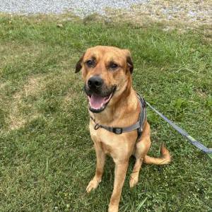 Image of Unknown, Found Dog