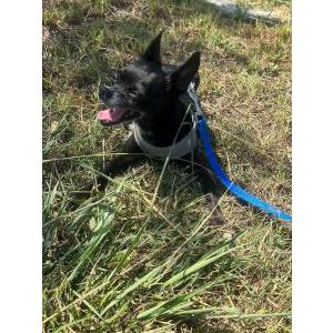 Lost Dog Blackie