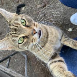 Image of Emma, Lost Cat