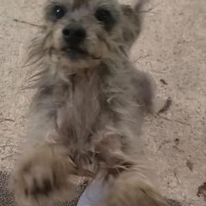 Image of Patitas, Lost Dog
