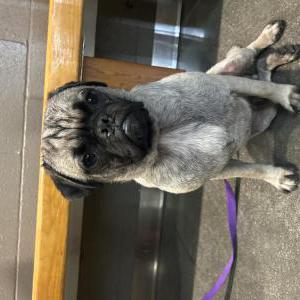Found Dog Unknown
