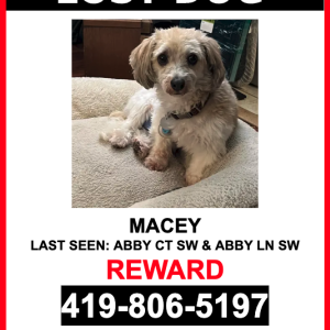 Image of Macey, Lost Dog