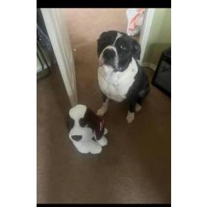 Image of Moose, Lost Dog