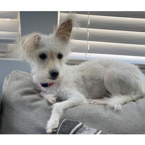 Image of Saint, Lost Dog