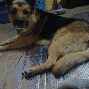 Image of Chief, Lost Dog