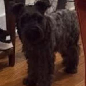 Image of Sara, Lost Dog