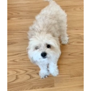 Image of GiGi, Lost Dog