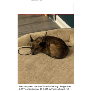 Image of Ranger, Lost Dog