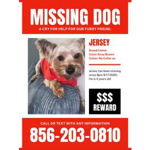 Image of Jersey Blackson, Lost Dog