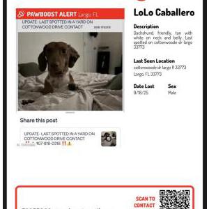 Image of Lolo Caballero, Lost Dog