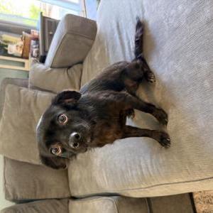 Image of Unknown, Found Dog