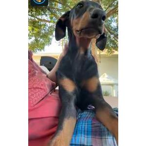 Image of Luna, Lost Dog