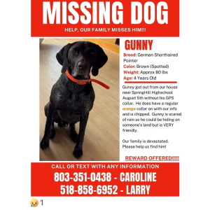 Image of Gunny, Lost Dog