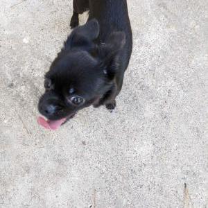 Found Dog unknown