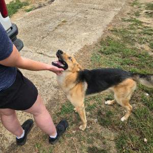 Image of Unknown, Found Dog