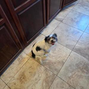 Image of Unknown, Found Dog