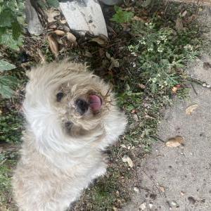 Image of unknown, Found Dog