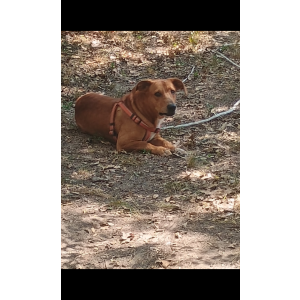 Image of Lil bit, Lost Dog