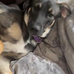 Image of Dakota (Coty), Lost Dog