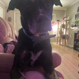 Image of Benji, Lost Dog