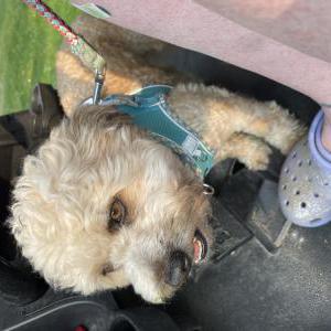 Image of Fozzie, Lost Dog