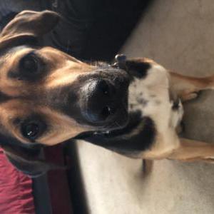 Lost Dog Tex