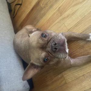 Image of Bella, Lost Dog