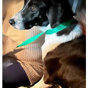 Image of Millie, Lost Dog