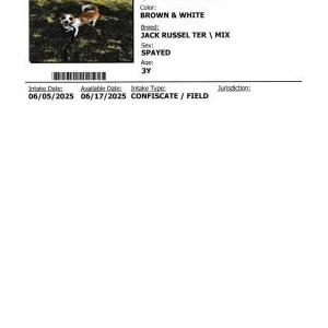 Image of Queeny, Lost Dog