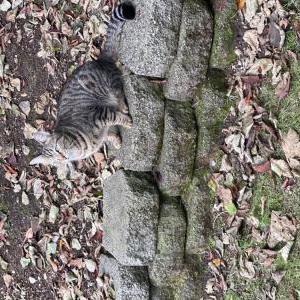 Image of Tiger, Lost Cat