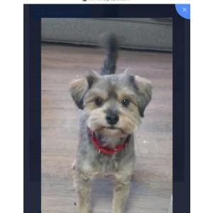 Image of Chewy, Lost Dog