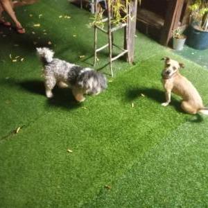 Image of Unknown, Found Dog